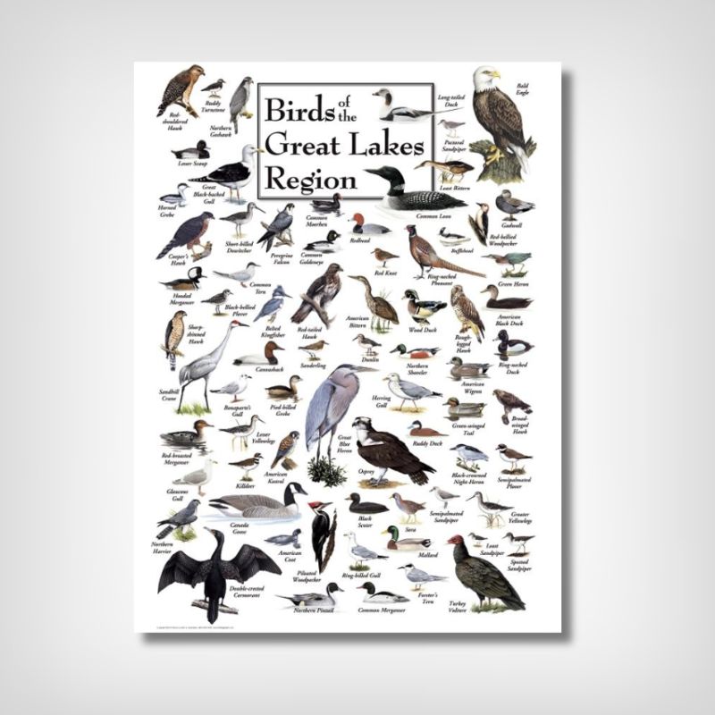 Birds of the Great Lakes Puzzle National Museum of the Great Lakes