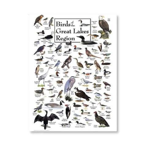 Birds of the Great Lakes Puzzle