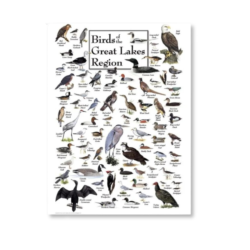 Birds of the Great Lakes Puzzle