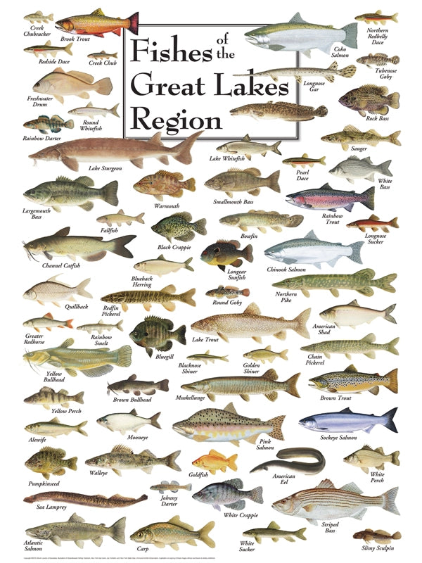Fish of the Great Lakes Puzzle